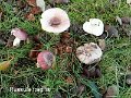 Russula fragilis-amf1695-1